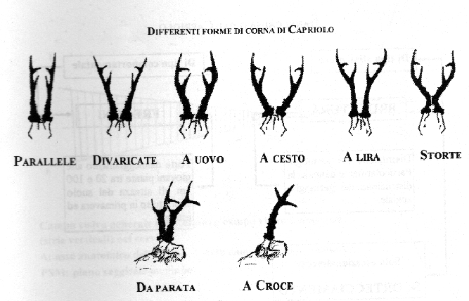 Capriolo con palco unito..